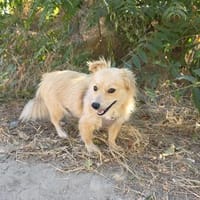 Maya sucht ein Körbchen, Hündin zur Adoption