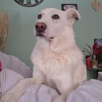 JASHA ist ein freundlicher und großer Schatz!, Hund zur Adoption
