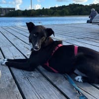 Asha, stubenreine Schmusehündin, ca. 5 Jahre, Hündin zur Adoption