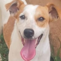 AYLA 💚💚💚 sehnt sich nach Sicherheit, Hündin zur Adoption