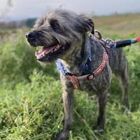 Bruno - ein Clown, der immer gute Laune verbreitet, Hund zur Adoption