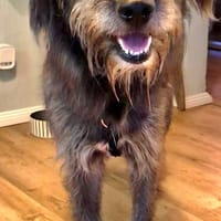 Liebenswerter, sozialer, unsicherer Yanis sucht, Hund zur Adoption