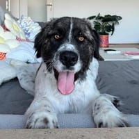Bella sucht Hundeerfahrene Menschen..., Hündin zur Adoption