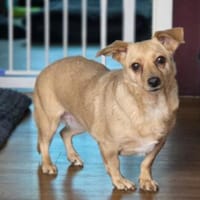Lambada, Hündin zur Adoption