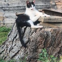 Unser bildhübscher Traumkater Liam sucht ein Zuhause, Kater zur Adoption