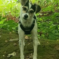 Diemo freundlich-verspielt-unkompliziert, Hund zur Adoption