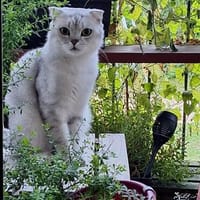 Gandalf, Kater zur Adoption