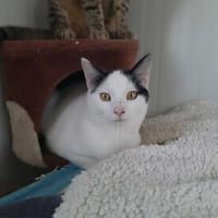 Paul, kleiner Abenteurerkater, ca. 1 Jahr, Kater zur Adoption
