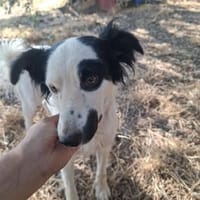 Franz 💙💙 sucht neuen Wirkungskreis, Hund zur Adoption