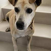 Fokas, sanfter Sonnenschein, ca. 10 Jahre, *schwerhörig*, Hund zur Adoption