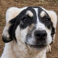 Jungspund Mato - ein sanfter Herzensbrecher, Hund zur Adoption