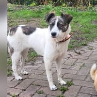 LAYLA  auf PS in 25421  Pinneberg, Hündin zur Adoption