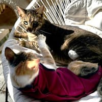 Tara, sanfte Tigerlady, ca. 1J 85591, Katze zur Adoption