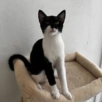 Felix, kleine Schnurrmaschine, ca. 6 Monate, Kater zur Adoption