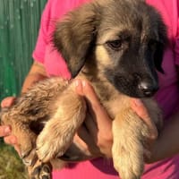 Murna  voller Lebensfreude, Hündin zur Adoption
