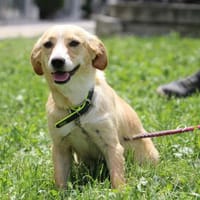 Tari ist eine bezaubernde, liebe und aktive Hündin!, Hündin zur Adoption