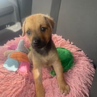 TARTINE (EN FAMILLE ACCUEIL), chienne à adopter