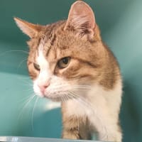 IZGU, chat à adopter