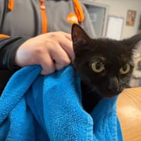 MYSTERY, chatte à adopter