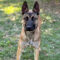 Nami CAA16050, chienne à adopter