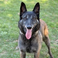 Rexy CAA16055, chienne à adopter