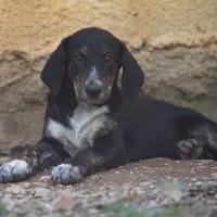 HARRY, chien à adopter