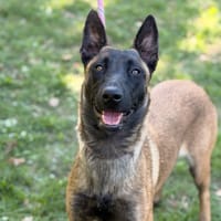 Becca CAA16056, chienne à adopter
