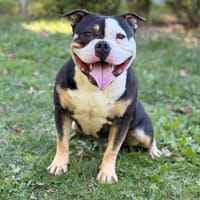 Buster CAA16058, chien à adopter