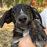 MINERVA MCGONAGALL, chienne à adopter