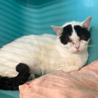 ATHENA, chatte à adopter