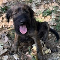 REGLISSE, chienne à adopter