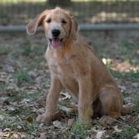 GIANNY, chien à adopter