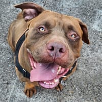 BOYKA, chienne à adopter