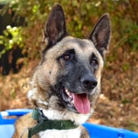 SULTAN, chien à adopter