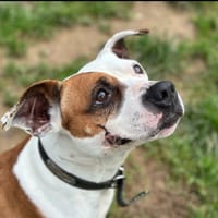 PERLE, chienne à adopter