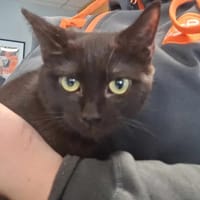 BLACKETTE, chatte à adopter