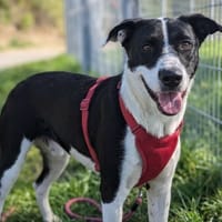 appy, chien à adopter