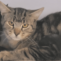 PORTOS, chat à adopter
