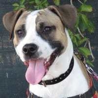 PIXEL, chien à adopter