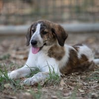 HERMIONE, chienne à adopter