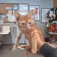 JASPER, chat à adopter