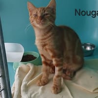 Nougat, chat à adopter