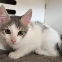 YOSHI, chat à adopter