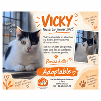 VICKY, chatte à adopter