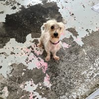 GHOSTY, chien à adopter