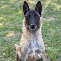 Laya CAA16053, chienne à adopter