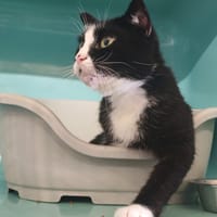 LOUIS/BALOO, chat à adopter