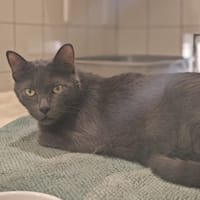 PITO, chat à adopter