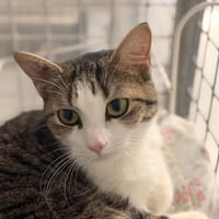 KILLKENNY, chatte à adopter