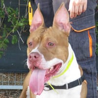 NALA, chienne à adopter
